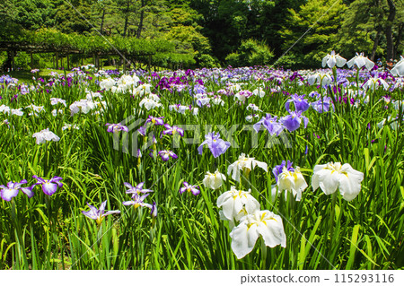 東京小石川後樂園,鳶尾田裡的鳶尾花,國家特別歷史遺址 東京小石川後樂園,鳶尾田裡的鳶尾花,國家特別歷史遺址 115293116