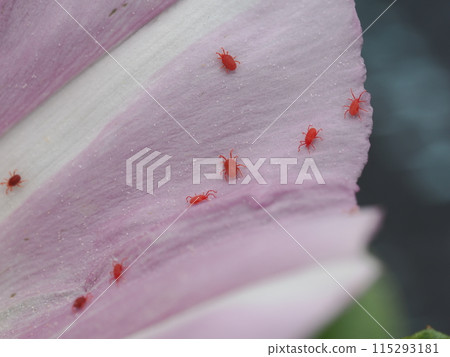 聚集在空心菜花上的寶蟎家族成員 115293181