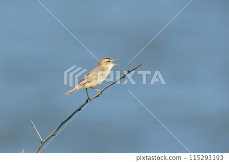 Koyoshikiri stopping in branches Koyoshikiri stopping in branches 115293193