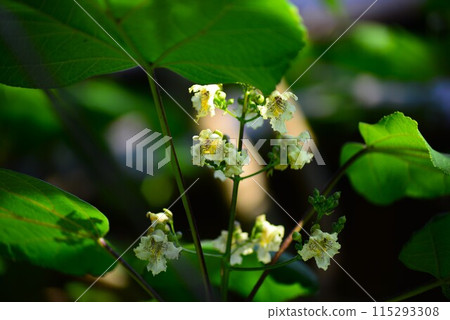 Kissasage（木豆） 115293308