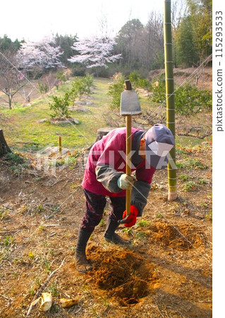 A lively old farmer digs up bamboo shoots in the woods of Hatoyama Town. A lively old farmer digs up bamboo shoots in the woods of Hatoyama Town. 115293533
