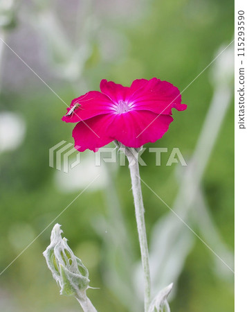 水仙紅花特寫（法蘭絨與蚊子） 115293590