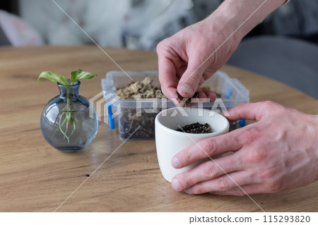 Man preparing pot with soil for sprout with long roots. Potting flowers at home. 115293820