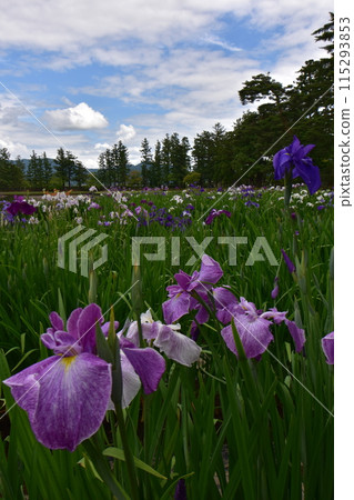 Motsuji Temple Flowers Iris Festival Iris Flowers 115293853