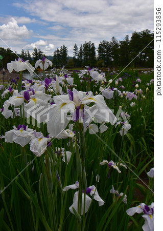 Motsuji Temple Flowers Iris Festival Iris Flowers Motsuji Temple Flowers Iris Festival Iris Flowers 115293856