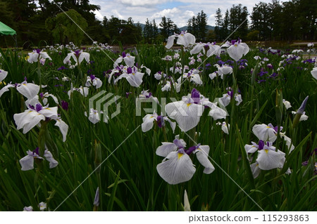 Motsuji Temple Flowers Iris Festival Iris Flowers 115293863