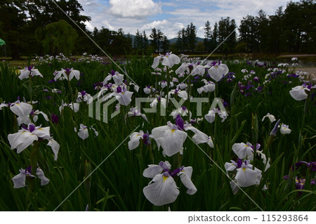 Motsuji Temple Flowers Iris Festival Iris Flowers 115293864