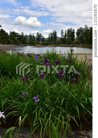 Motsuji Temple Flowers Iris Festival Iris Flowers 115293870