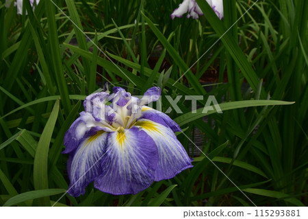 Motsuji Temple Flowers Iris Festival Iris Flowers Motsuji Temple Flowers Iris Festival Iris Flowers 115293881