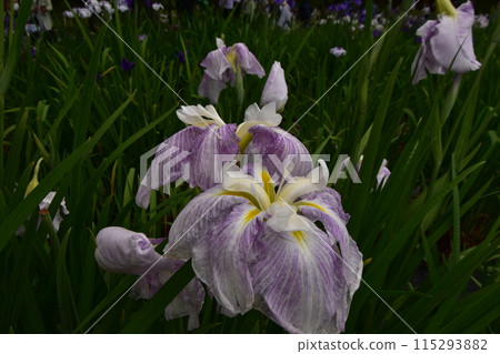 Motsuji Temple Flowers Iris Festival Iris Flowers Motsuji Temple Flowers Iris Festival Iris Flowers 115293882