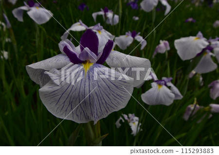 Motsuji Temple Flowers Iris Festival Iris Flowers Motsuji Temple Flowers Iris Festival Iris Flowers 115293883