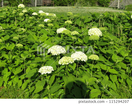 白花繡球花是從現在開始變綠的安娜貝爾花 115294207