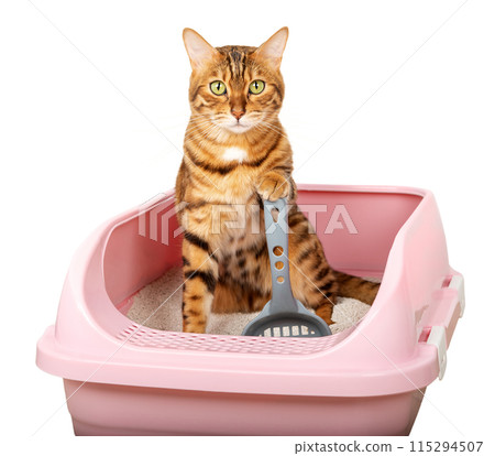 Bengal cat in the toilet. Training a cat to use the litter box. 115294507