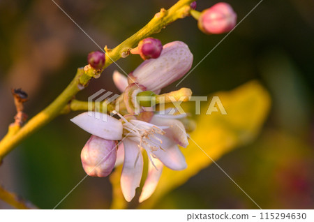 Spring nature background with lovely blooming almonds in pastel banner. Springtime concept 115294630