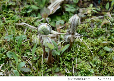 發條 發條 115294635