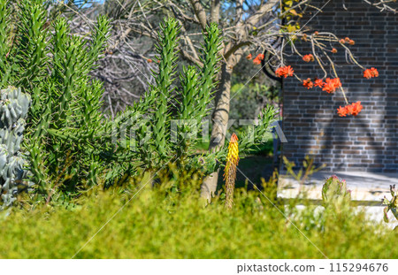 aloe flower among plants in the garden 1 aloe flower among plants in the garden 1 115294676