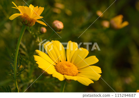 beautiful yellow flowers in the field at sunset 115294687