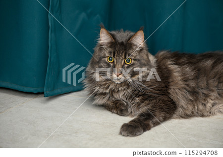 beautiful Maine Coon with yellow eyes on a green background 4 beautiful Maine Coon with yellow eyes on a green background 4 115294708
