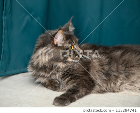 beautiful Maine Coon with yellow eyes on a green background 5 beautiful Maine Coon with yellow eyes on a green background 5 115294741