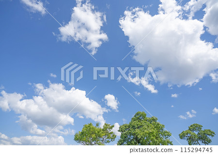 Clouds and trees in early summer Clouds and trees in early summer 115294745