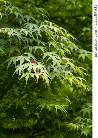 Rain-soaked fresh green maple leaves Rain-soaked fresh green maple leaves 115294939