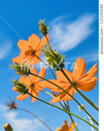 Autumn cherry blossoms shining in the blue sky Autumn cherry blossoms shining in the blue sky 115295084