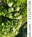 池塘裡盛開的繡球花 115295186
