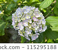 藍色繡球花 115295188
