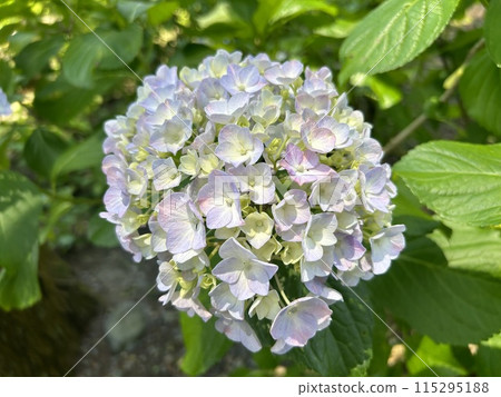 藍色繡球花 藍色繡球花 115295188