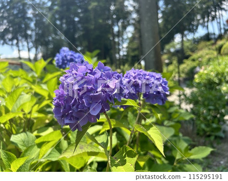 藍色繡球花 藍色繡球花 115295191