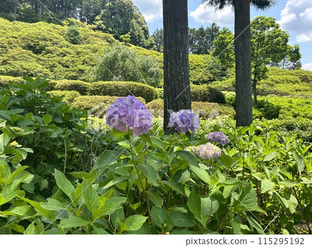 風景與繡球花 風景與繡球花 115295192