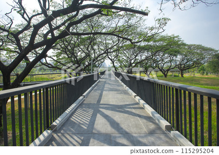 Benjakitti Forest Park, is new landmark public park of central Bangkok in Bangkok, Thailand. 115295204