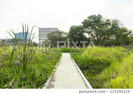 Benjakitti Forest Park, is new landmark public park of central Bangkok in Bangkok, Thailand. 115295224