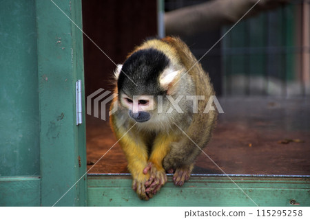 Squirrel monkey Squirrel monkey 115295258