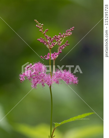 精緻的粉紅色繡線菊 115295728