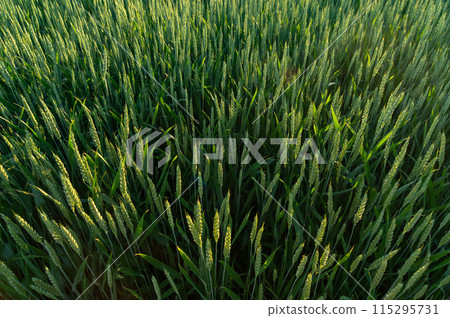 Background of ripening ears of young green wheat. Wheat field before harvesting, top view Background of ripening ears of young green wheat. Wheat field before harvesting, top view 115295731