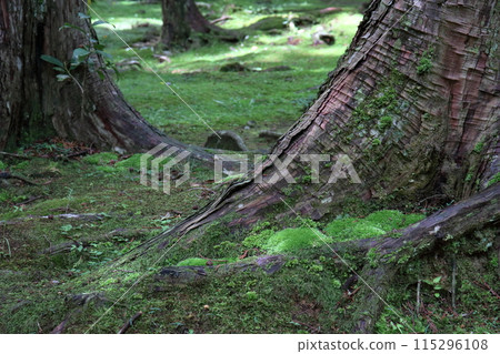 Moss at the base of a tree - Early summer in the temple grounds (Godaisan Chikurinji Temple, Kochi Prefecture) 115296108