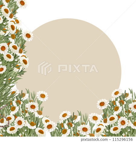 Chamomile corner frame in watercolor isolated on white. High quality hand painted wild herb illustration for cards, packages, posters, oil infusions, folk medicine recipes and herbal guides design Chamomile corner frame in watercolor isolated on white. High quality hand painted wild herb illustration for cards, packages, posters, oil infusions, folk medicine recipes and herbal guides design 115296156