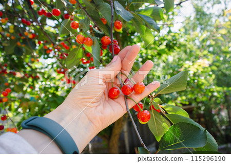 Hand picking cherries. Cherry tree garden. Summer harvest concept. Hand gathering cherry fruits. Summertime background. Summer still life. Organic red cherry. Bright green foliage with red berries. Hand picking cherries. Cherry tree garden. Summer harvest concept. Hand gathering cherry fruits. Summertime background. Summer still life. Organic red cherry. Bright green foliage with red berries. 115296190
