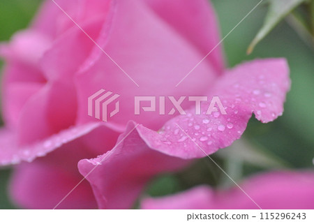 玫瑰濕雨 115296243