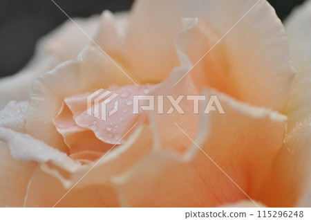 粉紅色的玫瑰花在玫瑰園裡盛開 粉紅色的玫瑰花在玫瑰園裡盛開 115296248