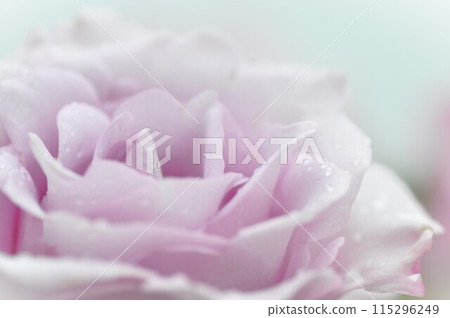 玫瑰園裡盛開著粉色和白色的玫瑰花 115296249