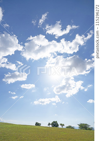 Early summer blue sky and meadow Early summer blue sky and meadow 115296272