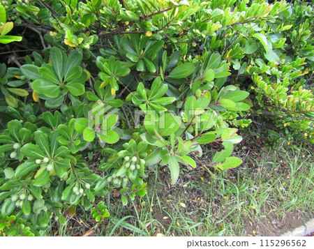 Tobera fruit still immature Tobera fruit still immature 115296562