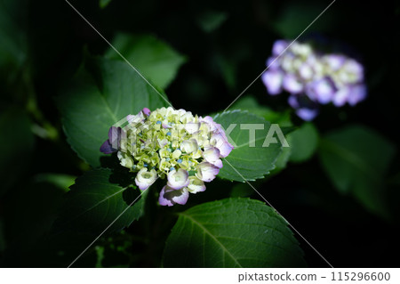 繡球花[繡球花] 115296600