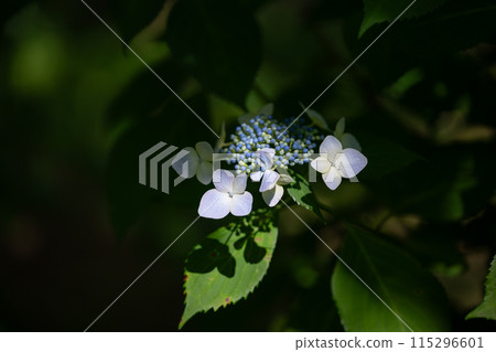繡球花[繡球花] 115296601