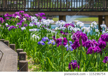 Akatsukayama Park, irises in full bloom (Toyokawa City, Aichi Prefecture) Akatsukayama Park, irises in full bloom (Toyokawa City, Aichi Prefecture) 115296754