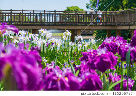 赤塚山公園、菖蒲盛開<愛知縣豐川市> 115296755