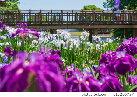 赤塚山公園、菖蒲盛開<愛知縣豐川市> 115296757