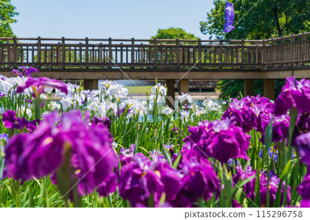 赤塚山公園、菖蒲盛開<愛知縣豐川市> 赤塚山公園、菖蒲盛開<愛知縣豐川市> 115296758
